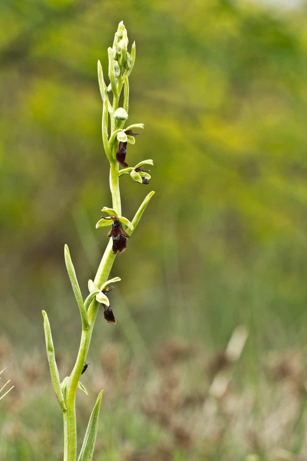 Ophrys insectifera